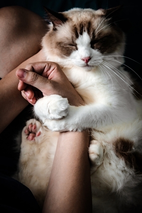 正在小憩的可爱喵星人图片